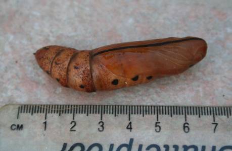 Oleander Hawkmoth pupa