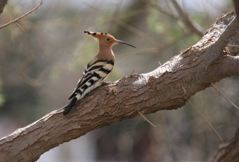 Hoopoe
