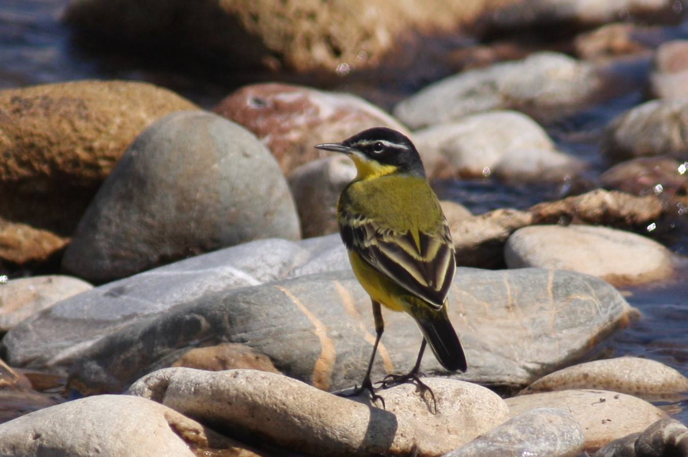 Yellow Wagtail