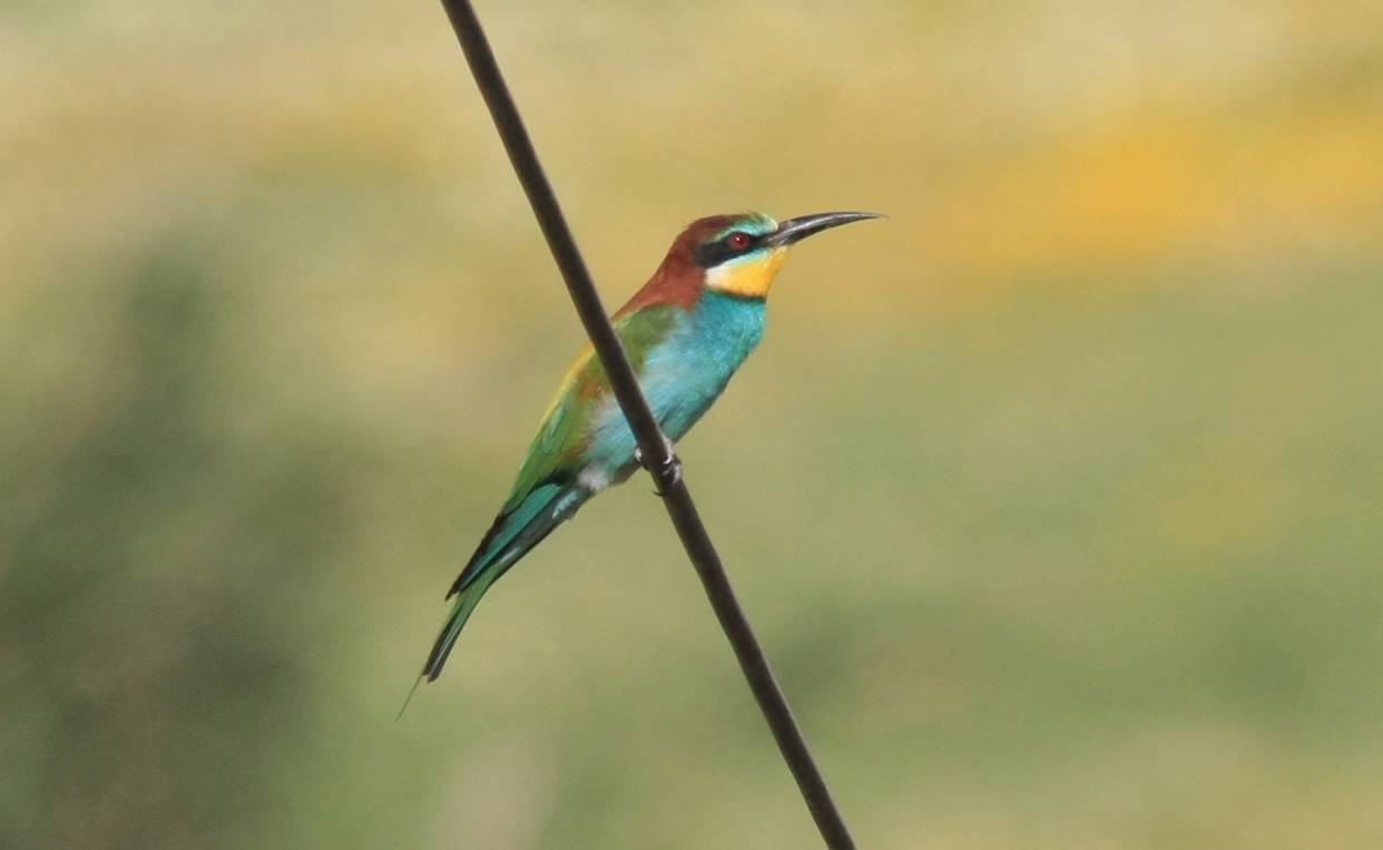 Bee-eater