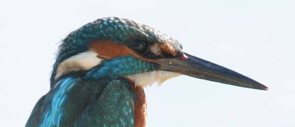 Kingfisher