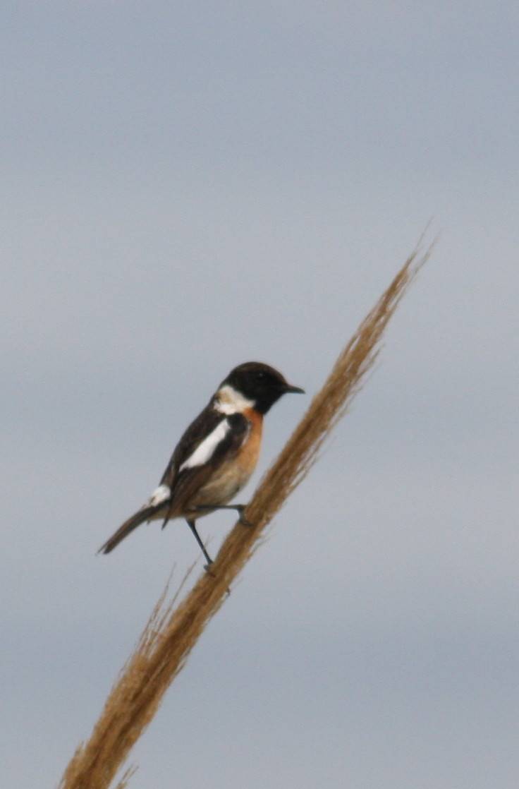 Stonechat