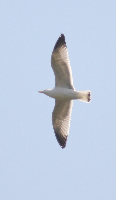 Audouin's Gull
