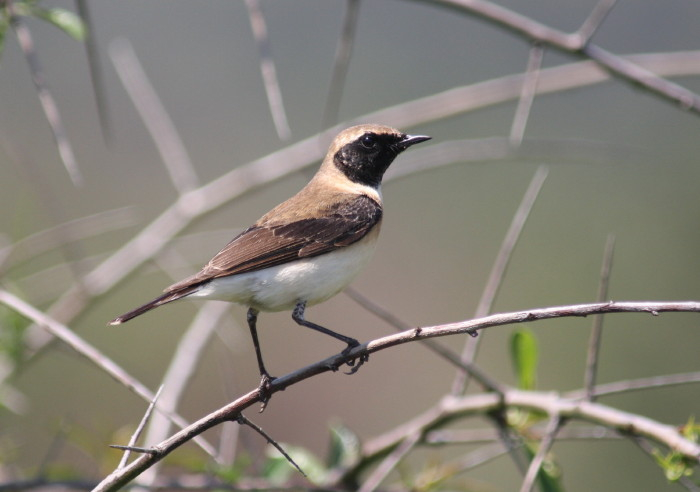 Black-eared Wheatear