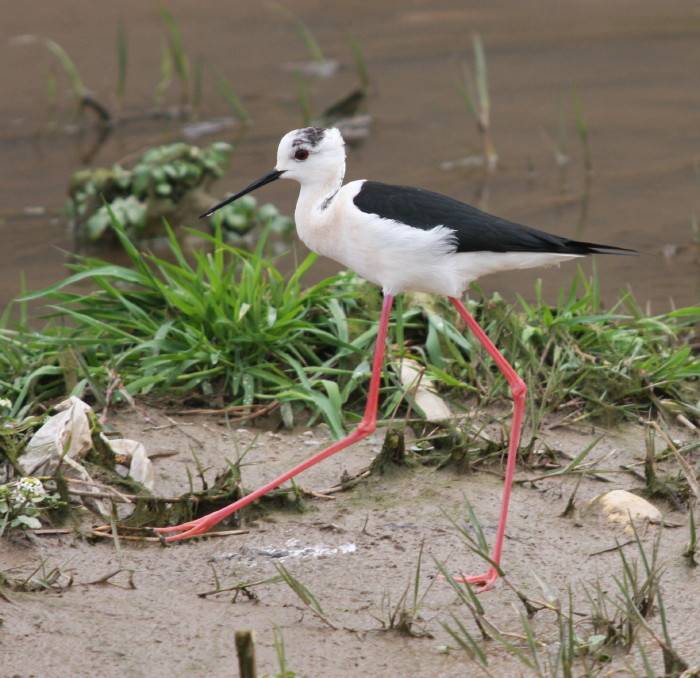 Black-winged Stilt
