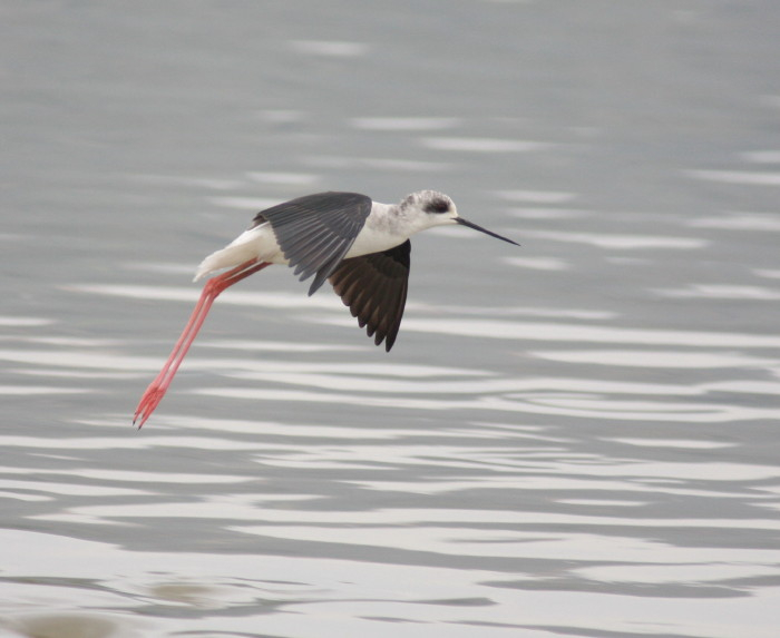 Black-winged Stilt