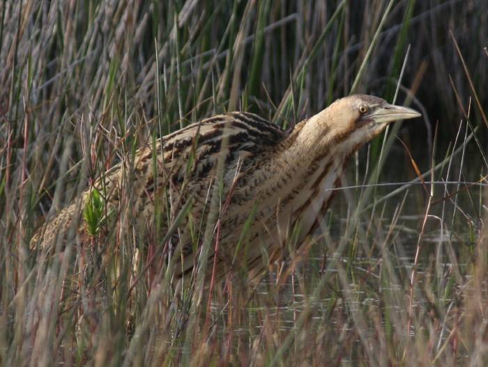 Bittern
