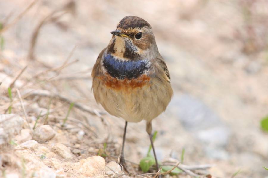 Bluethroat