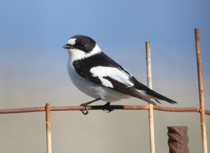 Collared Flycatcher