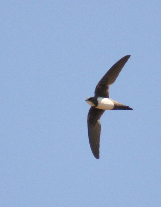 Alpine Swift