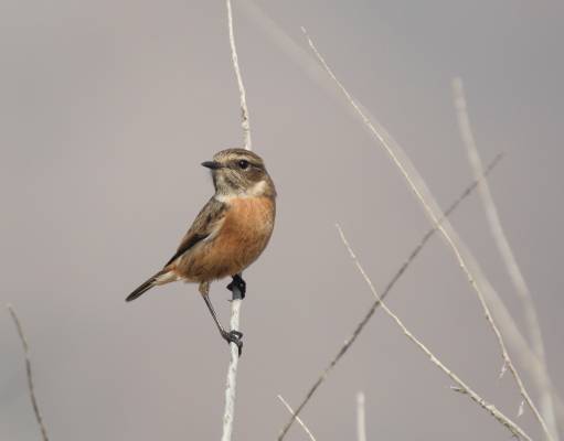 Stonechat