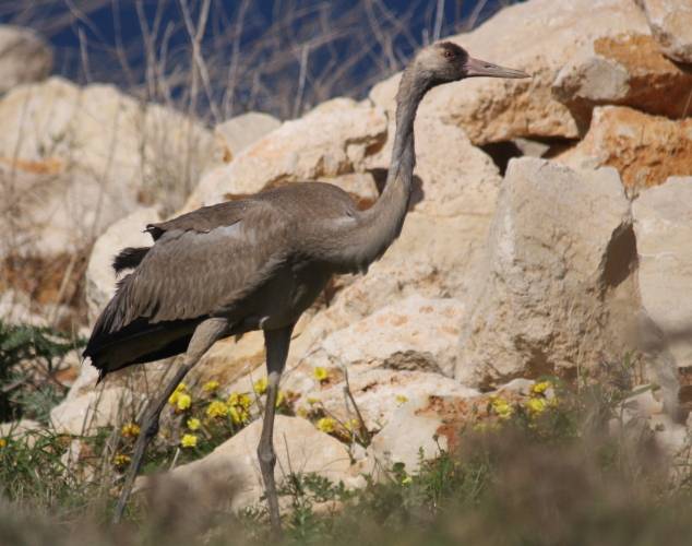 Common Crane
