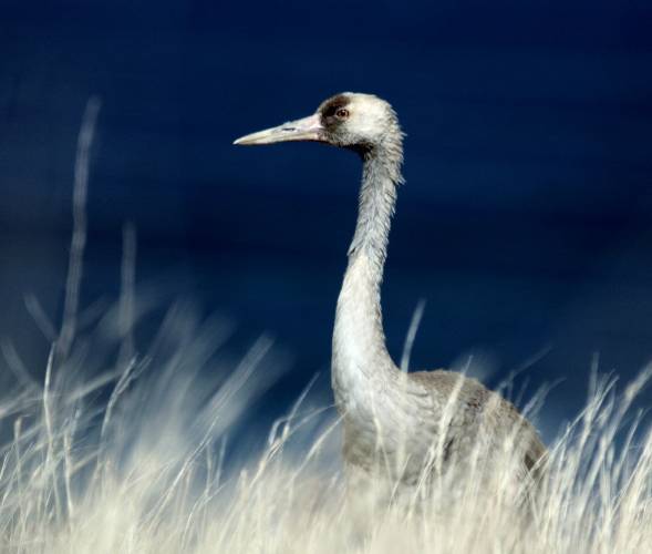 Common Crane