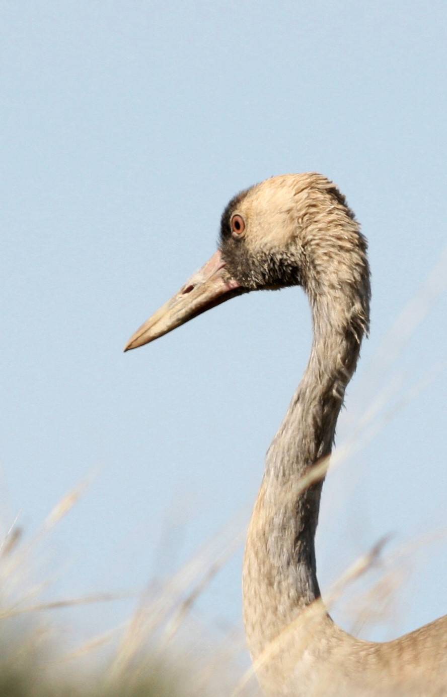 Common Crane