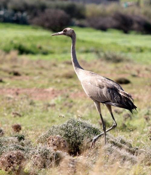 Common Crane
