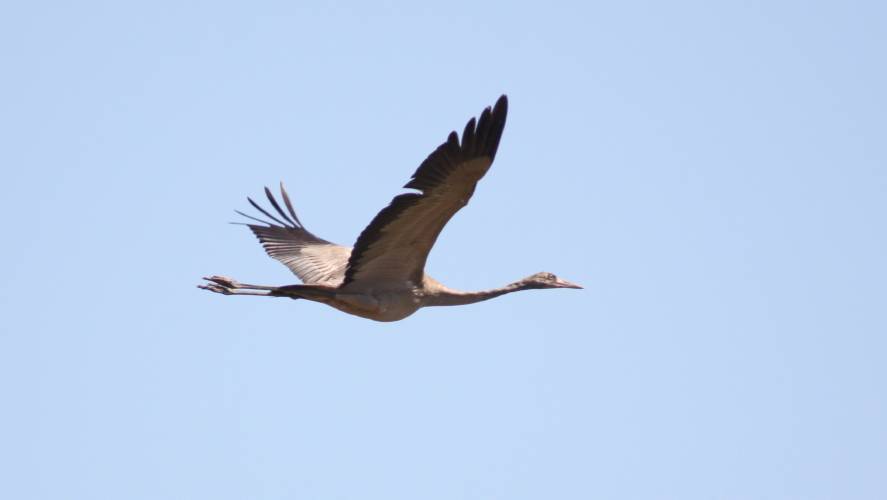 Common Crane