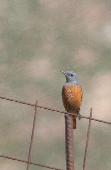 Rock Thrush [Rufous tailed]