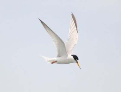 Little Tern