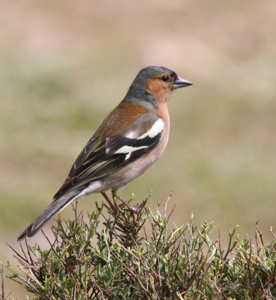 Chaffinch