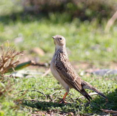Skylark