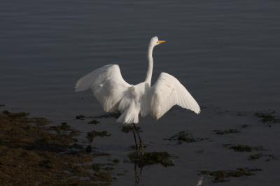 Great Egret