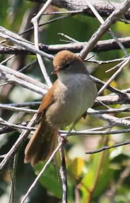Cetti's Warbler