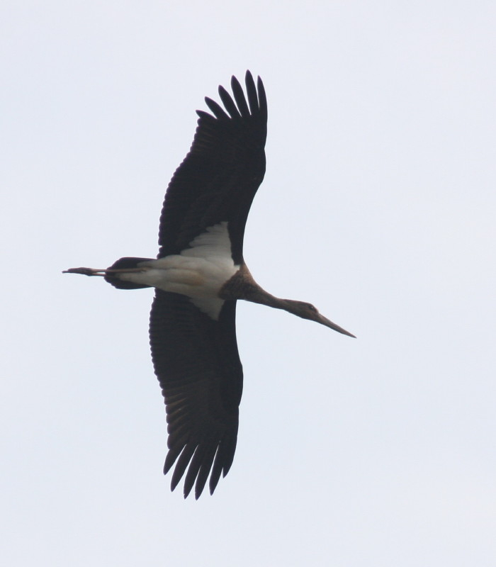 Black Stork