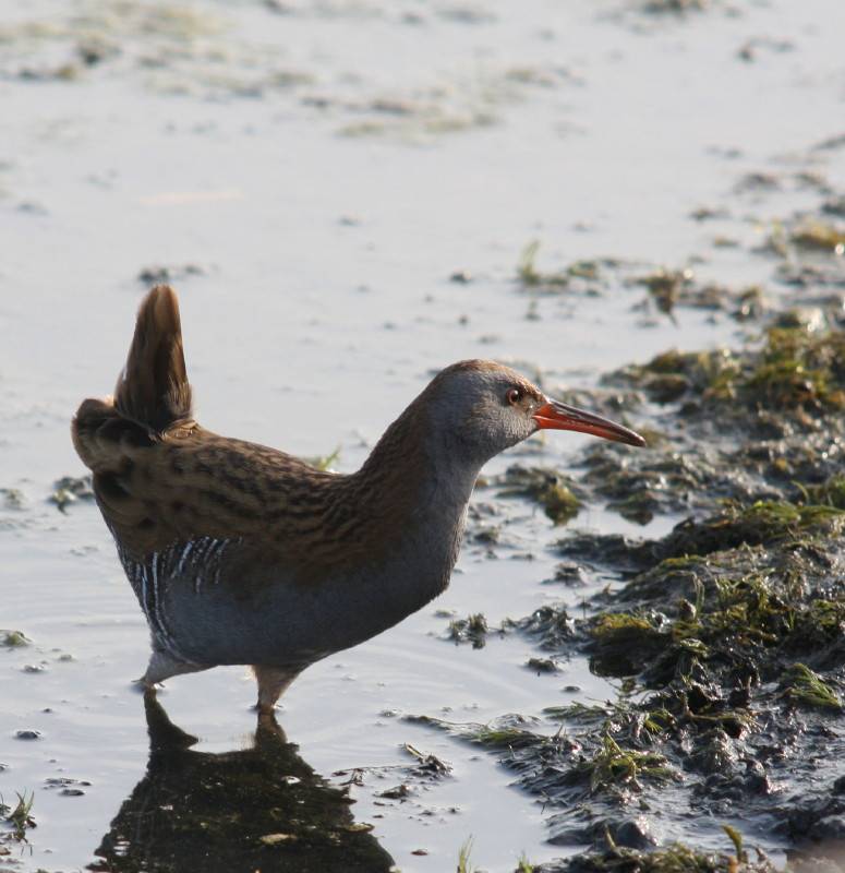 Water Rail