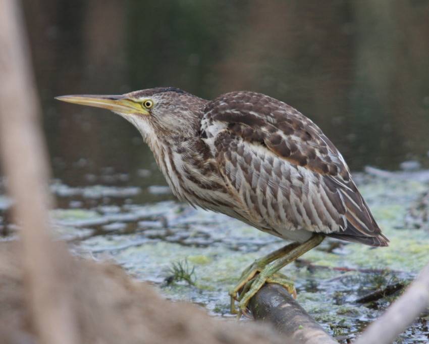 Little Bittern