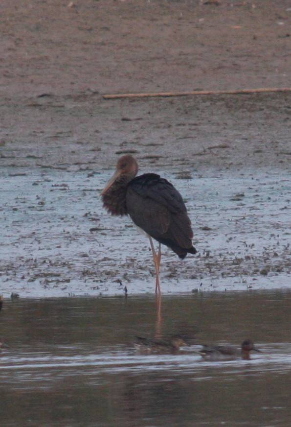 Black Stork