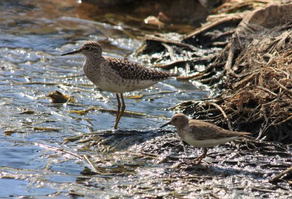 Wood Sandpiper and Temminck's Stint