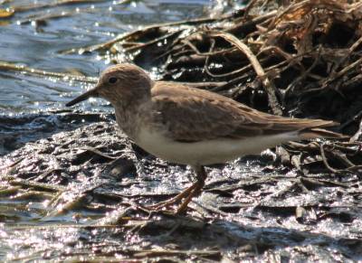 Temmincks Stint