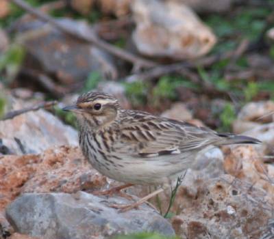 Woodlark
