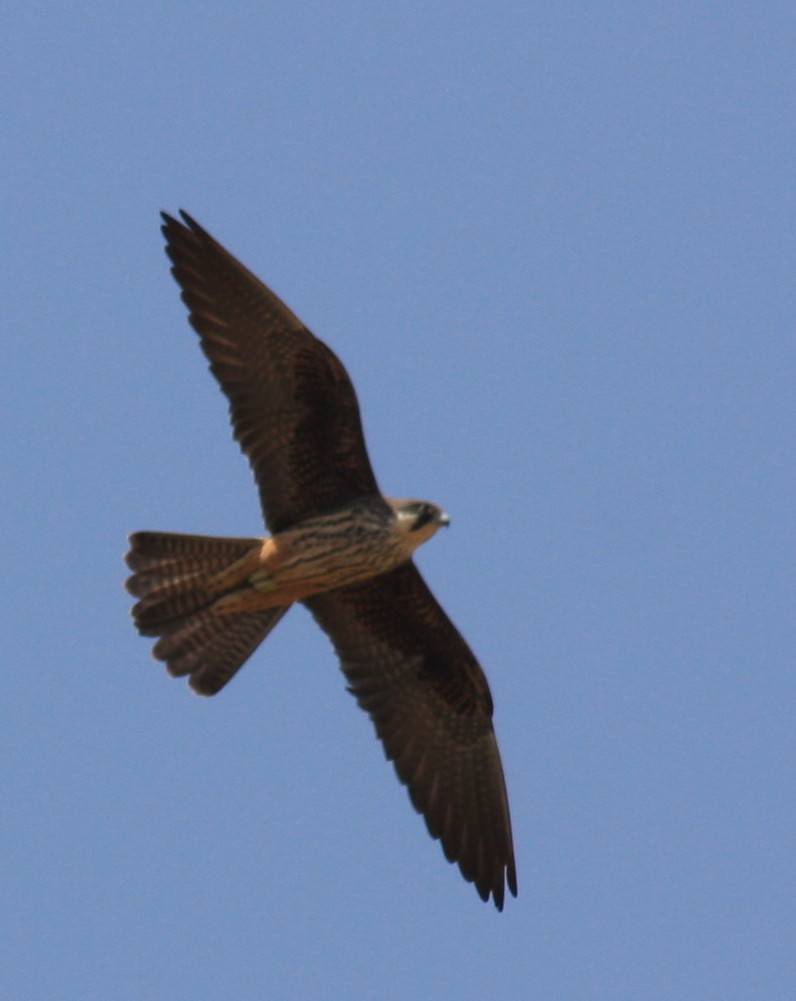 Eleonora's Falcon