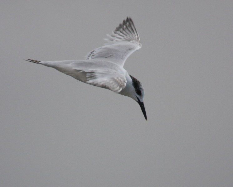 Sandwich Tern
