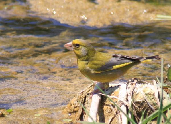 Greenfinch