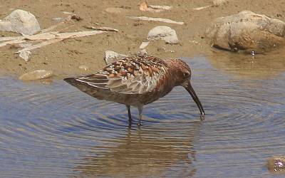 Curlew Sandpiper
