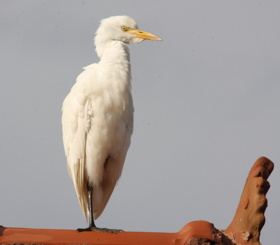 Cattle Egret