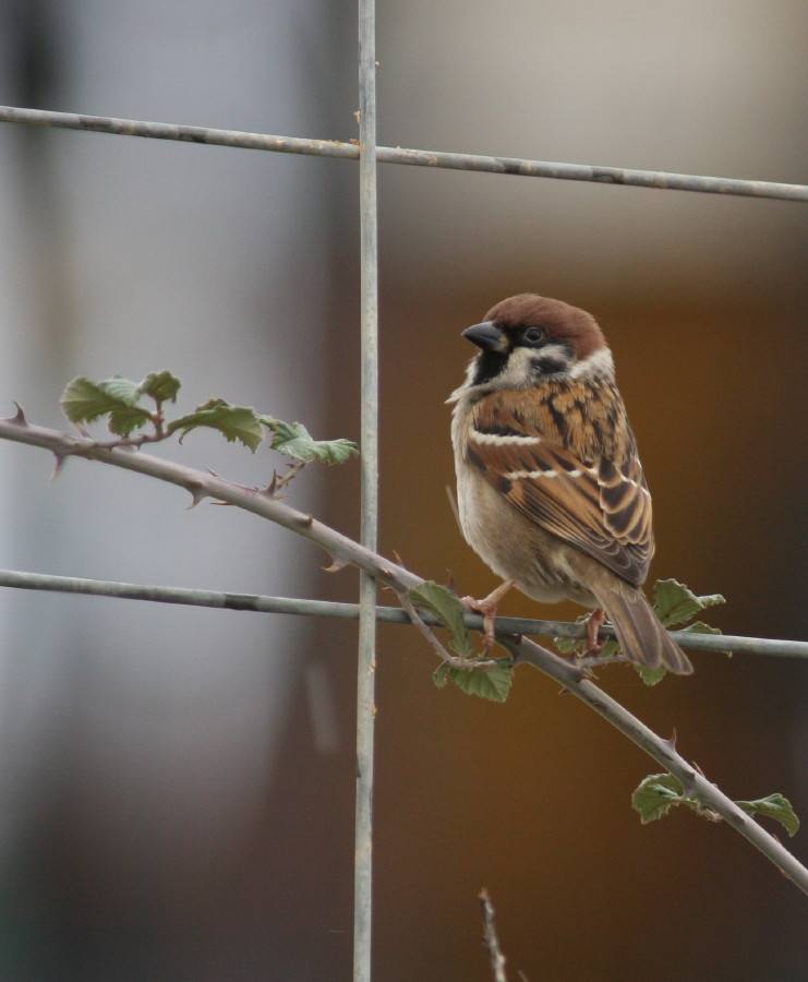Tree Sparrow