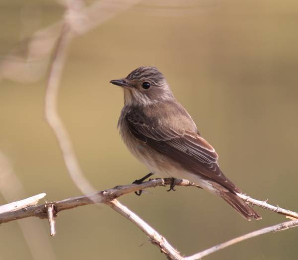 Spotted Flycatcher