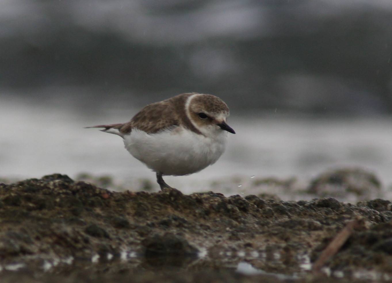 Kentish Plover
