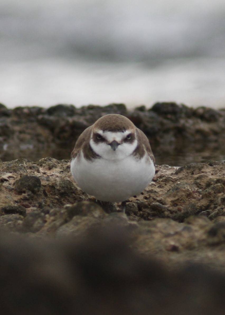 Kentish Plover