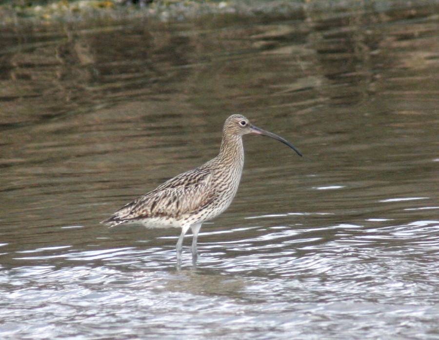 Curlew