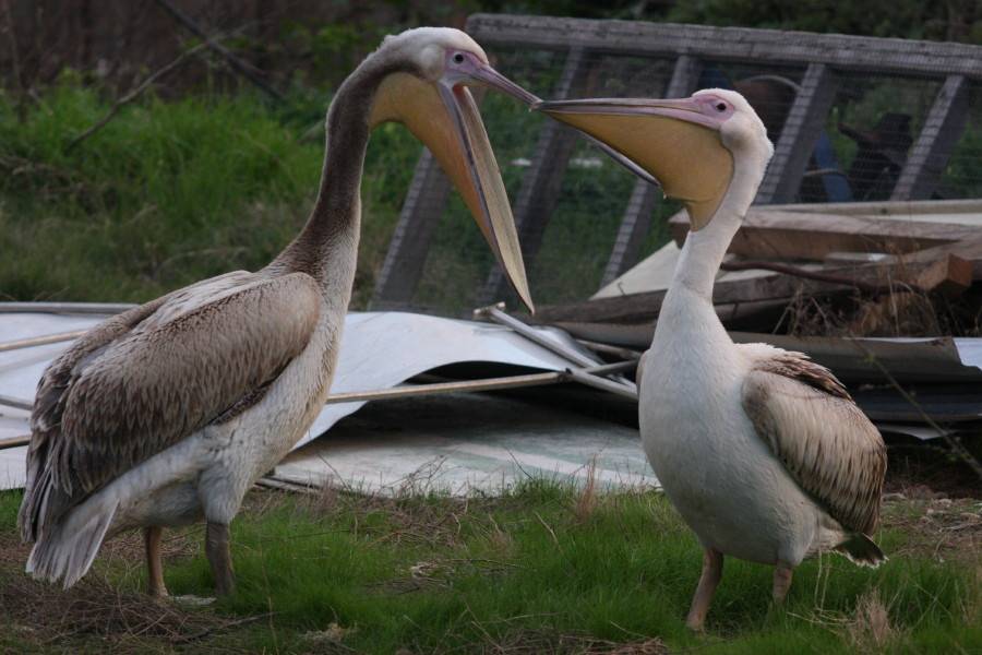 White Pelican