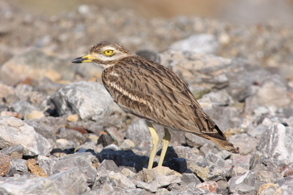 Stone -curlew
