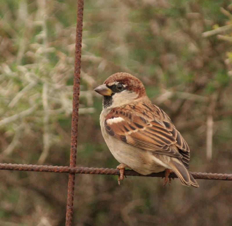 Italian Sparrow