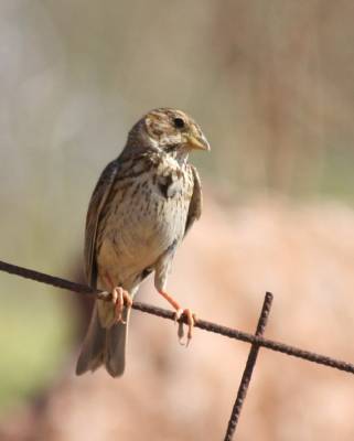 Corn Bunting
