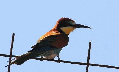 Bee-eater