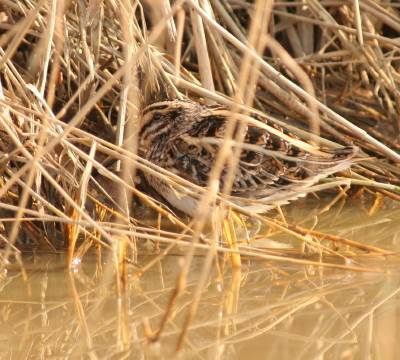 Jack Snipe