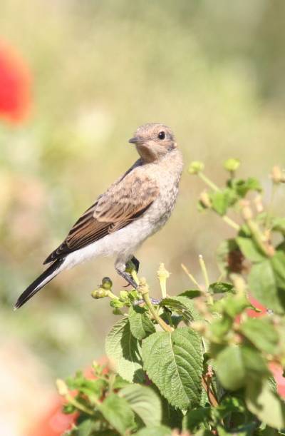 Juvenile Black-eared Wheatear